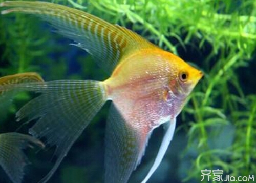 觀賞金魚圖片欣賞_名貴觀賞魚金魚品種圖片大全_觀賞金魚名貴大全品種魚圖片