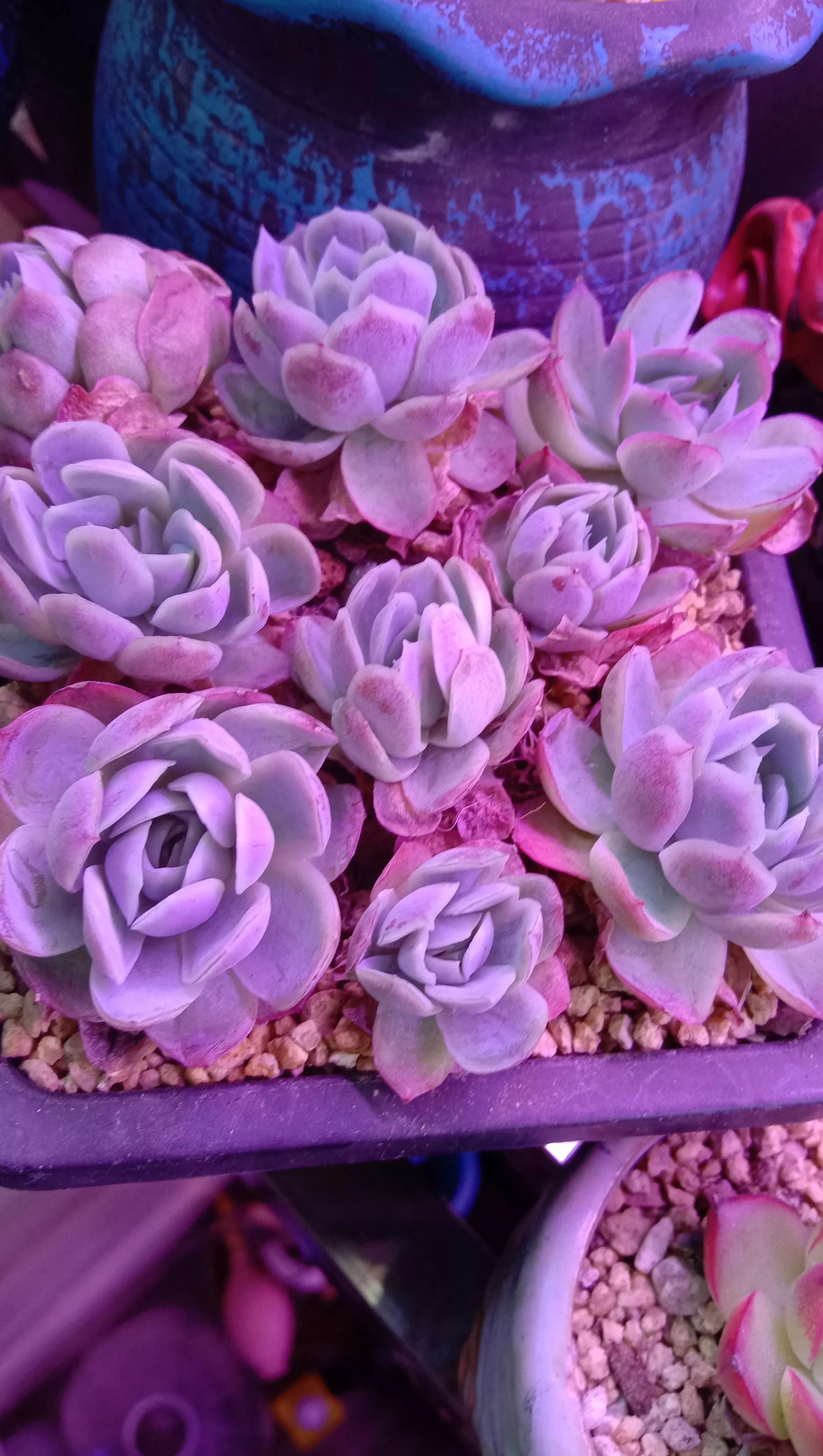 冰梅多肉夏天必死_多肉冰梅和冰莓_冰梅小包子多肉