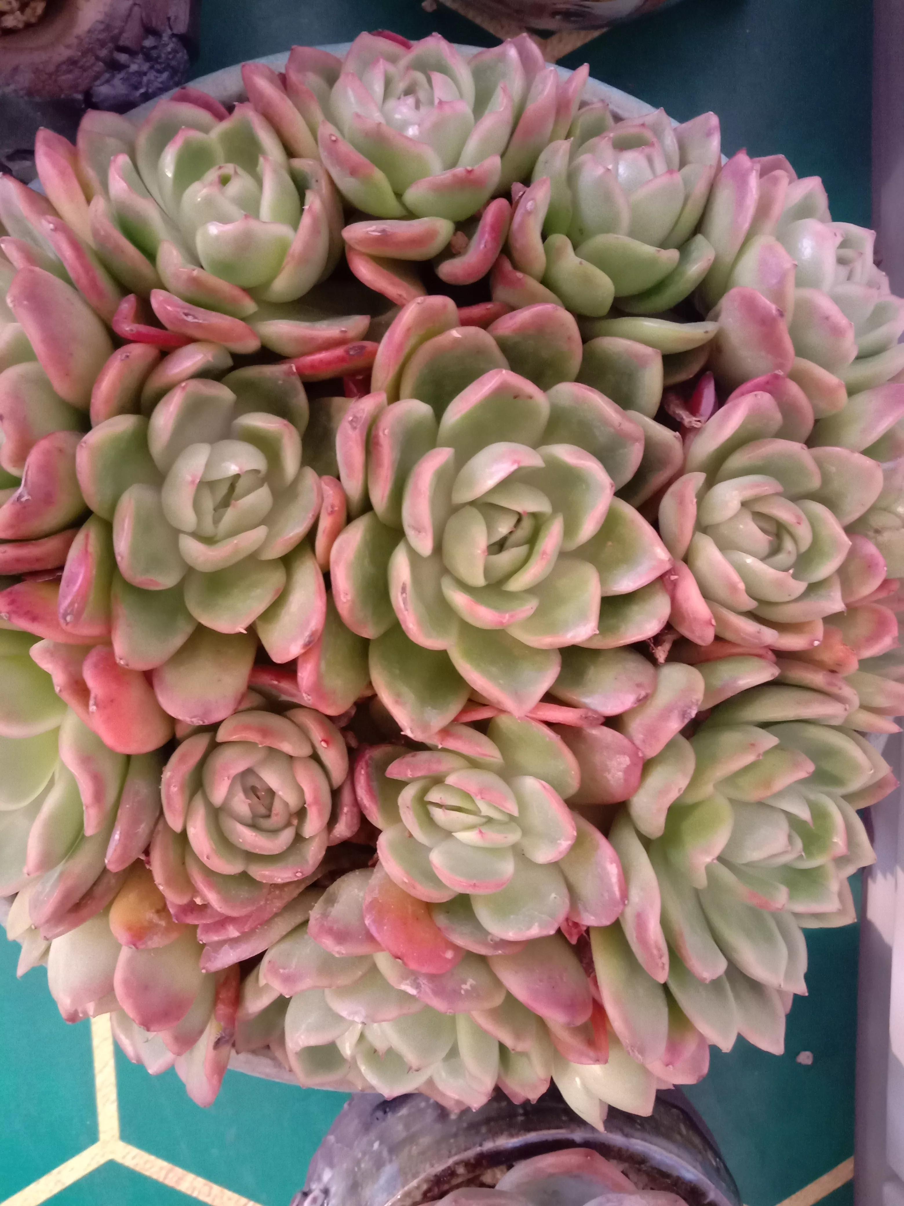 冰梅小包子多肉_多肉冰梅和冰莓_冰梅多肉夏天必死