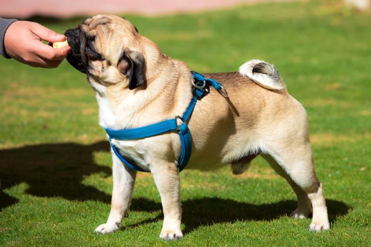 小狗面包吃多了會怎么樣_小狗能吃面包嗎_狗狗面包能不能吃