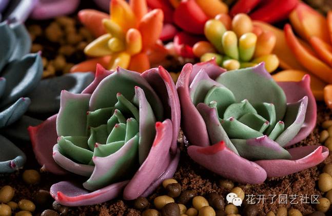 據說多肉植物可以凈化空氣是真的嗎？