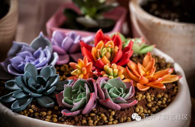 多肉凈化空氣_凈化空氣多肉可以放室內(nèi)嗎_多肉可以凈化空氣嗎