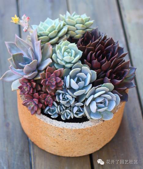 多肉凈化空氣_多肉可以凈化空氣嗎_凈化空氣多肉可以放室內(nèi)嗎