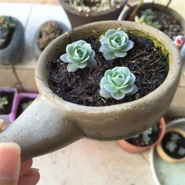 這些多肉不怕凍，新手冬天也能養得好！