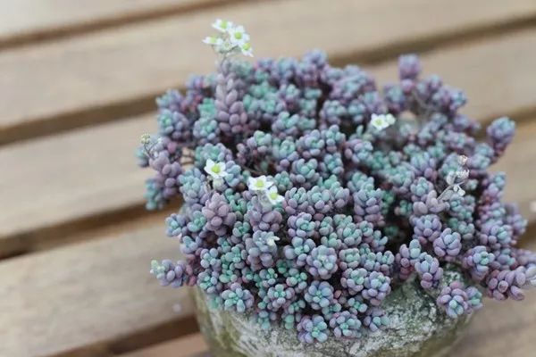 多肉怕凍嗎_多肉怕凍吧_扛凍的多肉