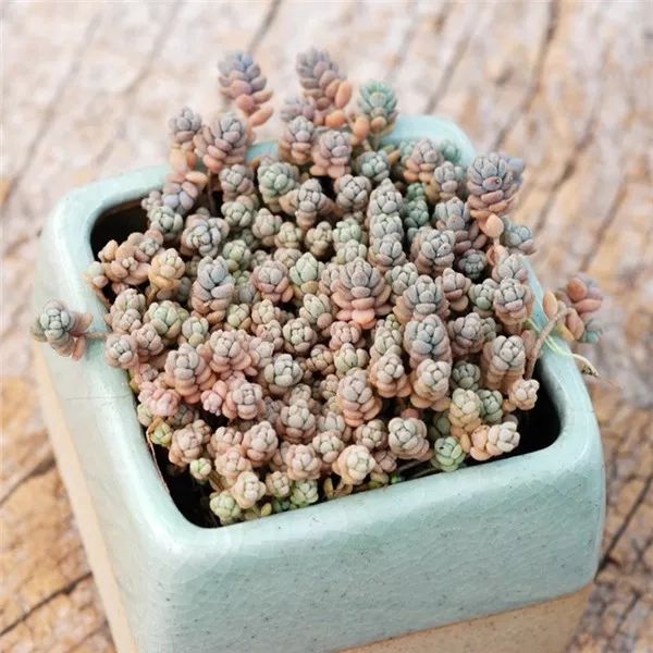 扛凍的多肉_多肉怕凍吧_多肉怕凍嗎