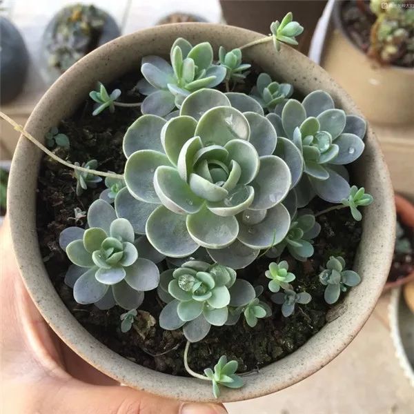 多肉怕凍吧_多肉怕凍嗎_扛凍的多肉