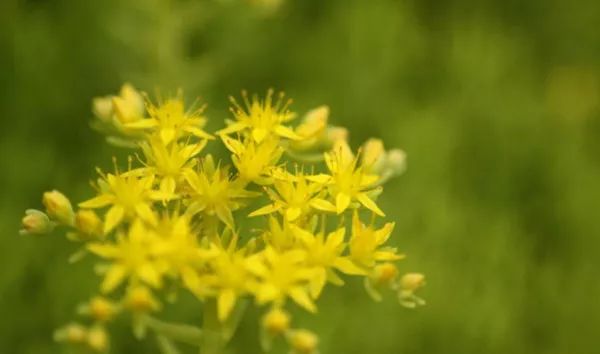 多肉怕凍嗎_多肉怕凍吧_扛凍的多肉