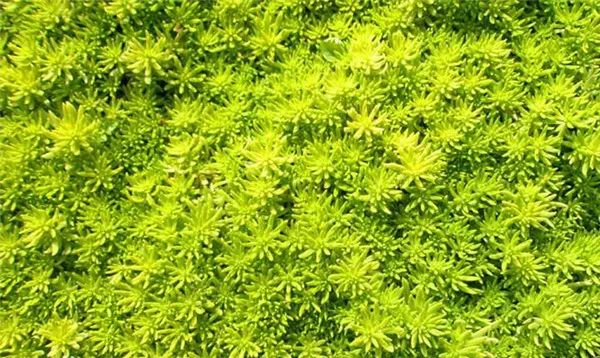 多肉怕凍嗎_扛凍的多肉_多肉怕凍吧