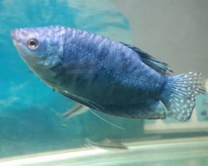 大型觀賞魚大全集_大型觀賞魚大全_觀賞大全魚大型圖片