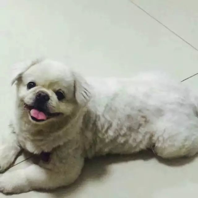 狗市京巴犬_百度京巴犬_京巴犬多少錢一只