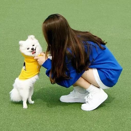 狗市京巴犬_百度京巴犬_京巴犬多少錢一只