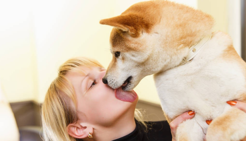 原來狗狗在不同時候“舔你”，表達的意思也不一樣