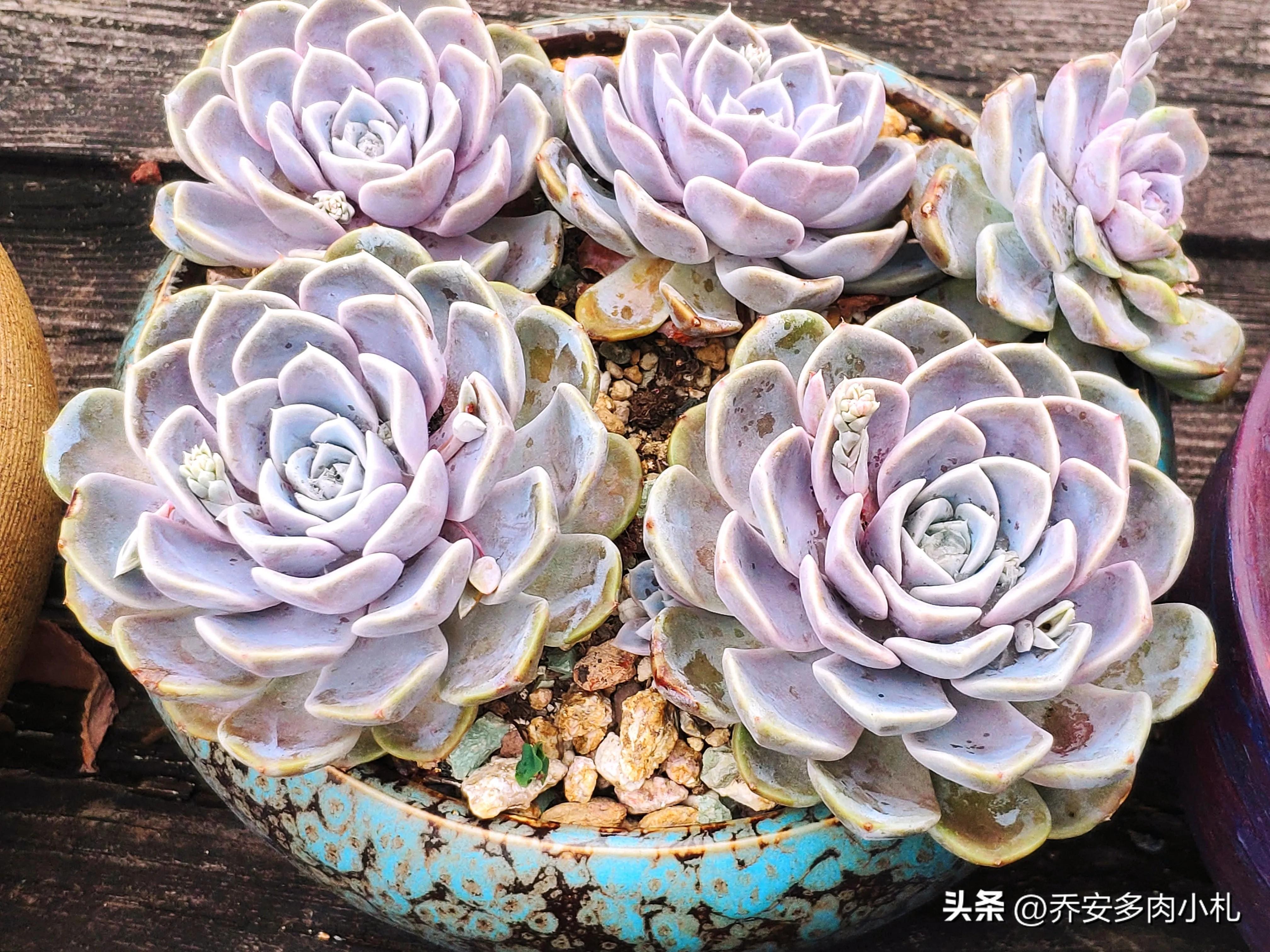 香水洛神多肉養護方法_香水洛神多肉有毒嗎_香水洛神多肉