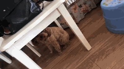 泰迪熊多肉_多肉泰迪熊能長多大_泰迪熊多肉的養殖