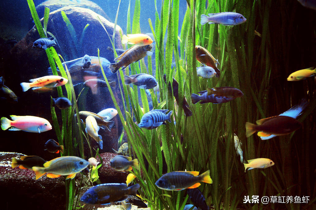 觀賞魚可繁殖_觀賞魚能繁殖_繁殖觀賞魚可以混養(yǎng)嗎