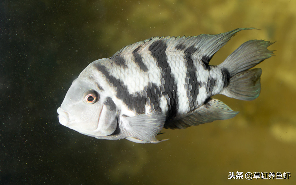 觀賞魚可繁殖_觀賞魚能繁殖_繁殖觀賞魚可以混養(yǎng)嗎