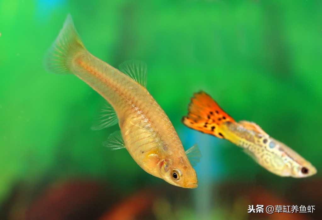 觀賞魚能繁殖_繁殖觀賞魚可以混養(yǎng)嗎_觀賞魚可繁殖