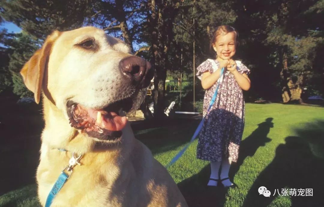 能狗說(shuō)話聽(tīng)懂人說(shuō)話的人_能狗說(shuō)話聽(tīng)懂人說(shuō)話嗎_狗能聽(tīng)懂人說(shuō)話嗎