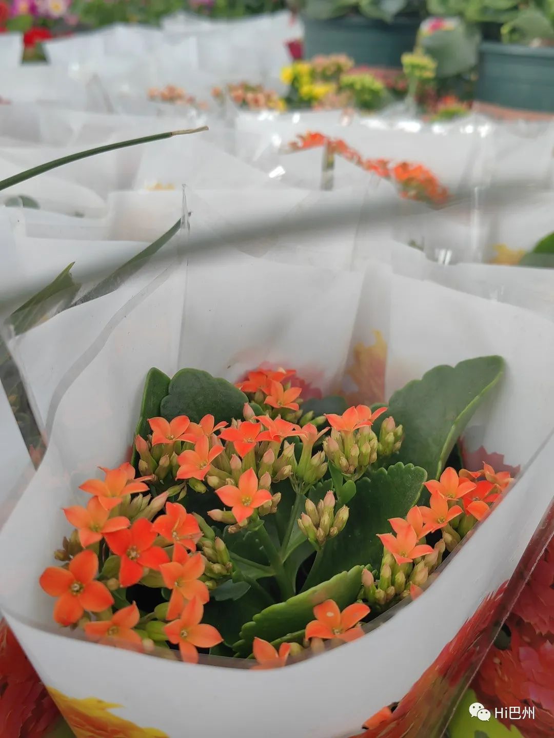 哪里可以批發觀賞魚_批發觀賞魚可以買嗎_觀賞魚批發市場進貨