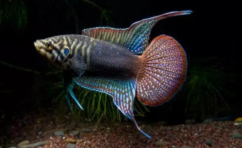 兇狠觀賞魚_觀賞魚什么魚最兇猛_兇猛觀賞魚十大兇猛觀賞魚