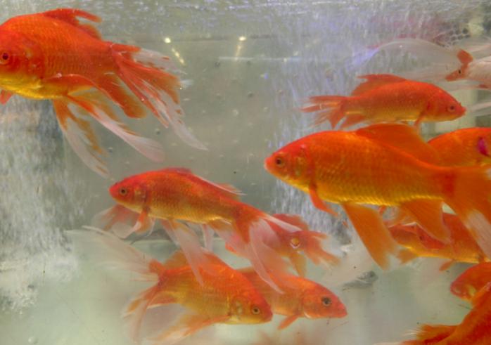 兇猛觀賞魚十大兇猛觀賞魚_兇狠觀賞魚_觀賞魚什么魚最兇猛