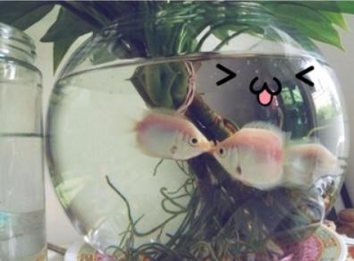 觀賞魚什么魚最兇猛_兇狠觀賞魚_兇猛觀賞魚十大兇猛觀賞魚