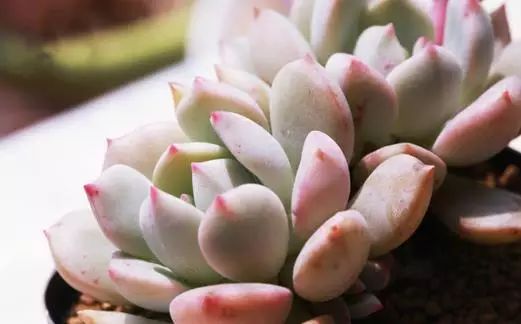 養(yǎng)植物肥多肉水培得大一些嗎_多肉植物大水大肥_水培多肉植物怎么養(yǎng)才養(yǎng)得又大又肥