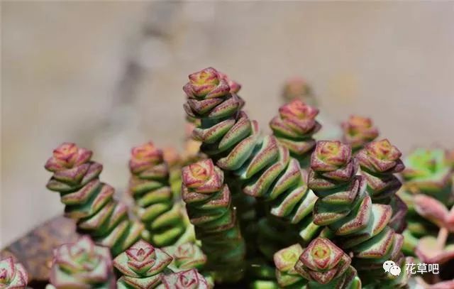 多肉怎么養，多曬太陽，少澆水，你也能夠養好！